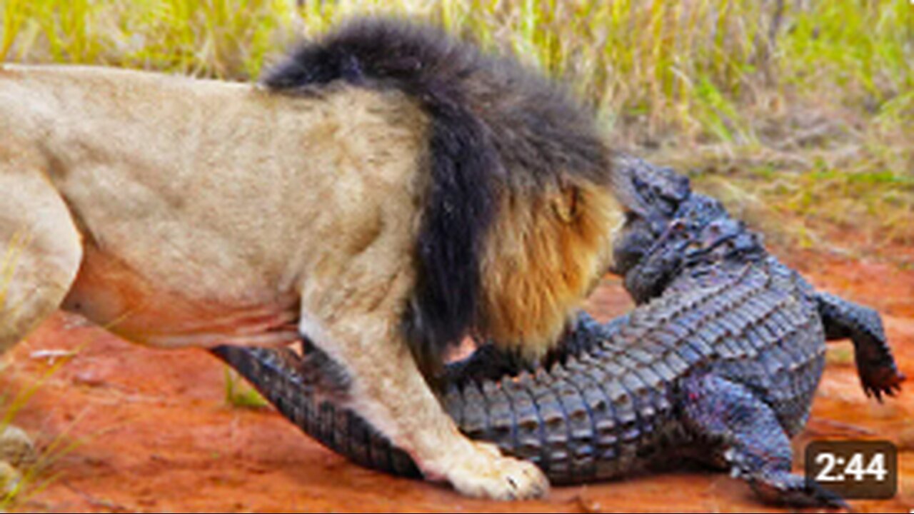 LIONS ATTACK CROCODILE WALKING ON LAND