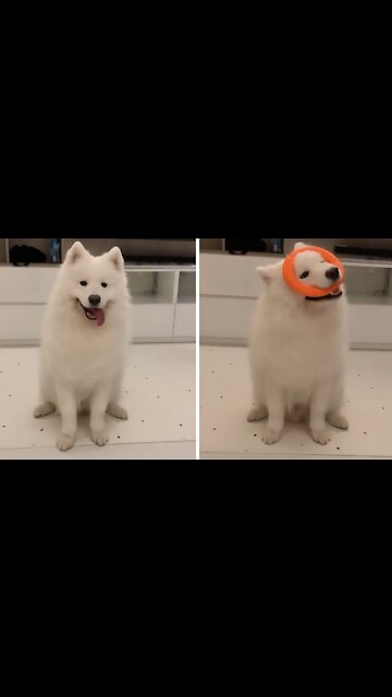 Clumsy dog hilariously catches chewing toy