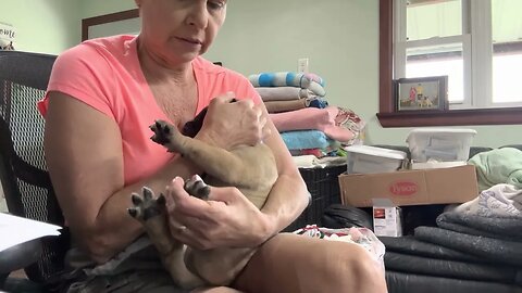 Cinnamon litter six wk old LonelyCreek bullmastiff