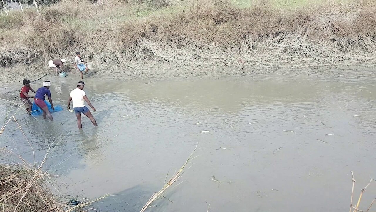 Amazing hand fishing in pond by talented fishermen