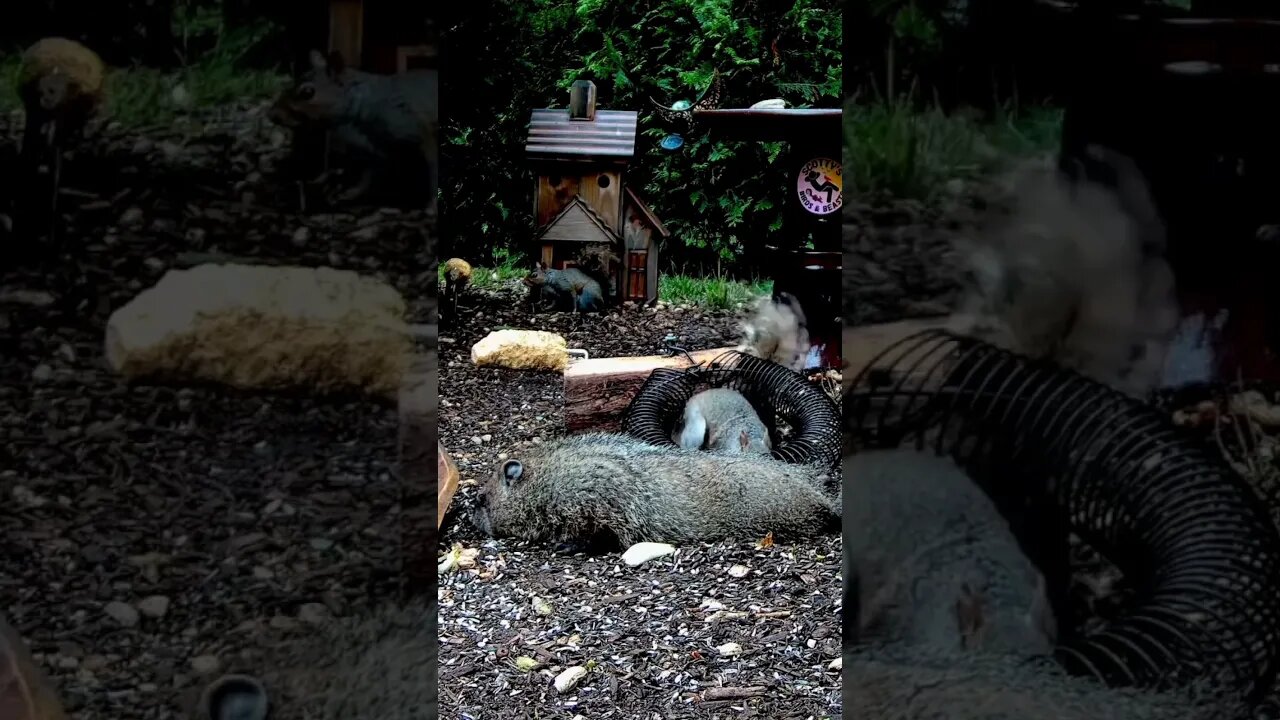 Sneaky Squirrel goes for a Peanut #shorts #animals