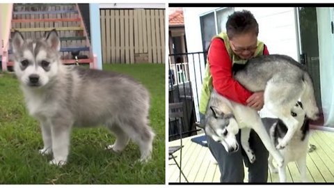 Wolfie the Husky meets Human Mum again after 2 YEARS!