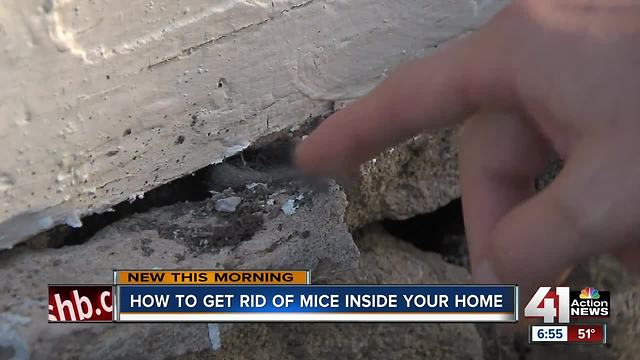 Winter is coming: How to keep critters out of your home this cold season