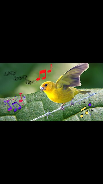 Beautiful corner of the land canary!♾