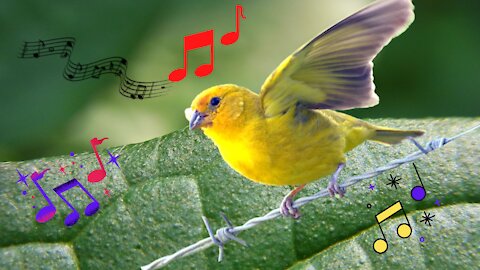 Beautiful corner of the land canary!♾
