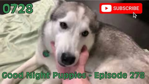 [0728] GOOD NIGHT PUPPIES - EPISODE 278 [#dogs #doggos #doggies #puppies #dogdaycare]