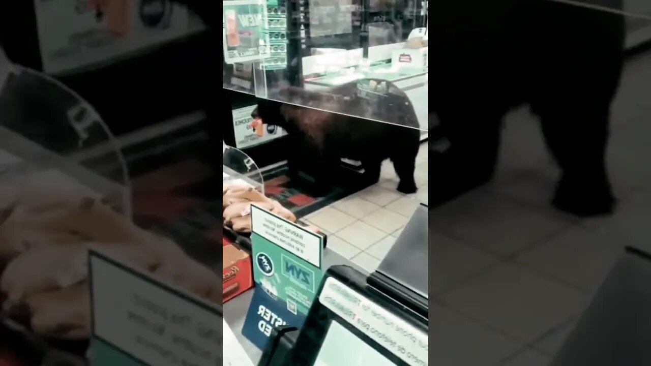 Let me get the cash from the car 🤣😂🚗#shorts #animals #video