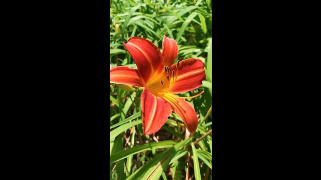 Look at my garden flowers