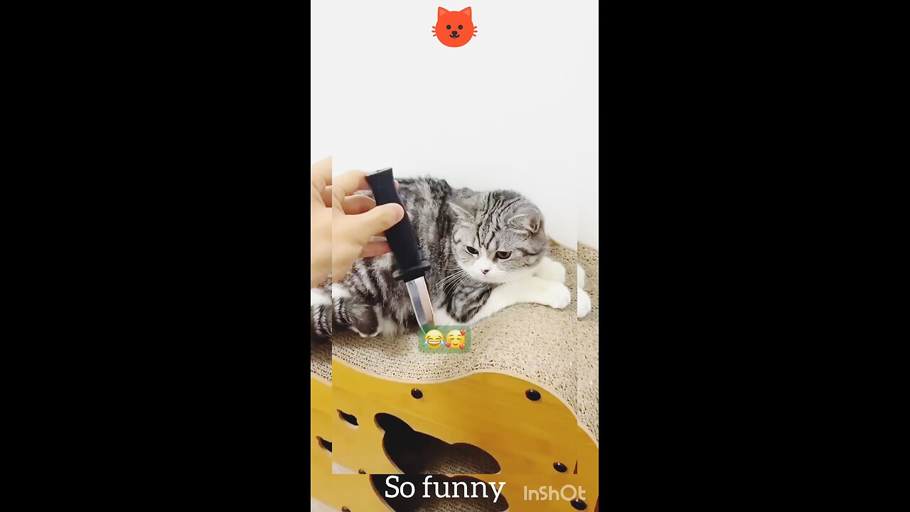so funny 🐱