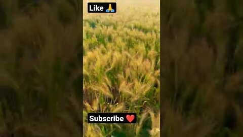 unstoppable #shorts #viral