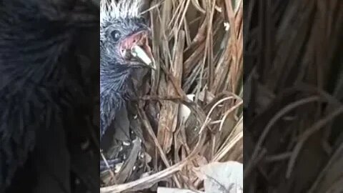 Olha ai o esfomeado de novo