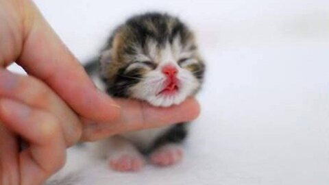 OMG So Cute Cats | Best Funny Cat Videos 2021 ♥ Funny Pet