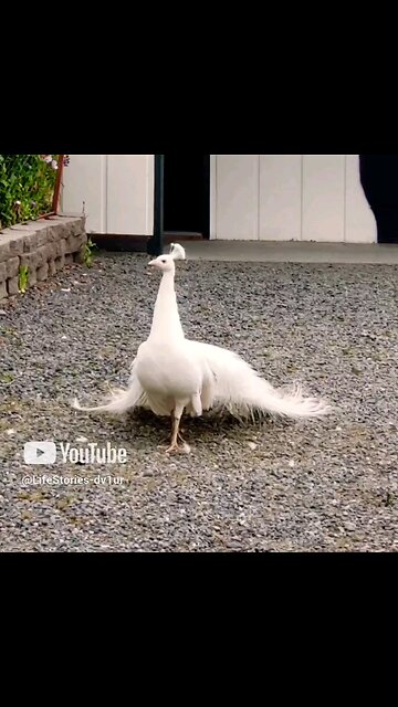 Beautiful White Peacock Spreading Tail Feathers #peacock #beautifulbird #wildlife #shorts