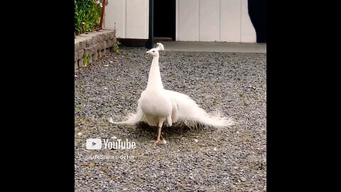 Beautiful White Peacock Spreading Tail Feathers #peacock #beautifulbird #wildlife #shorts