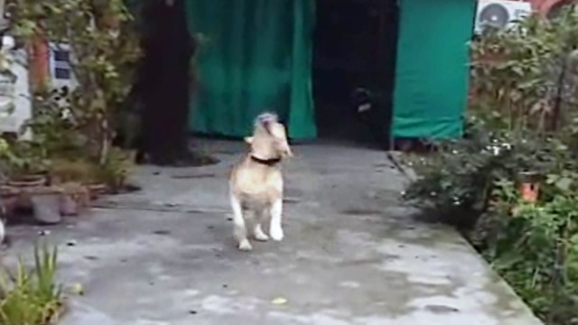 Dog is so crazy to go for a walk. Brings his leash to the owner to take him out for walk.