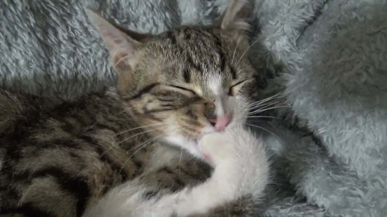 Sweet Kitten Bites an Imaginary Flea