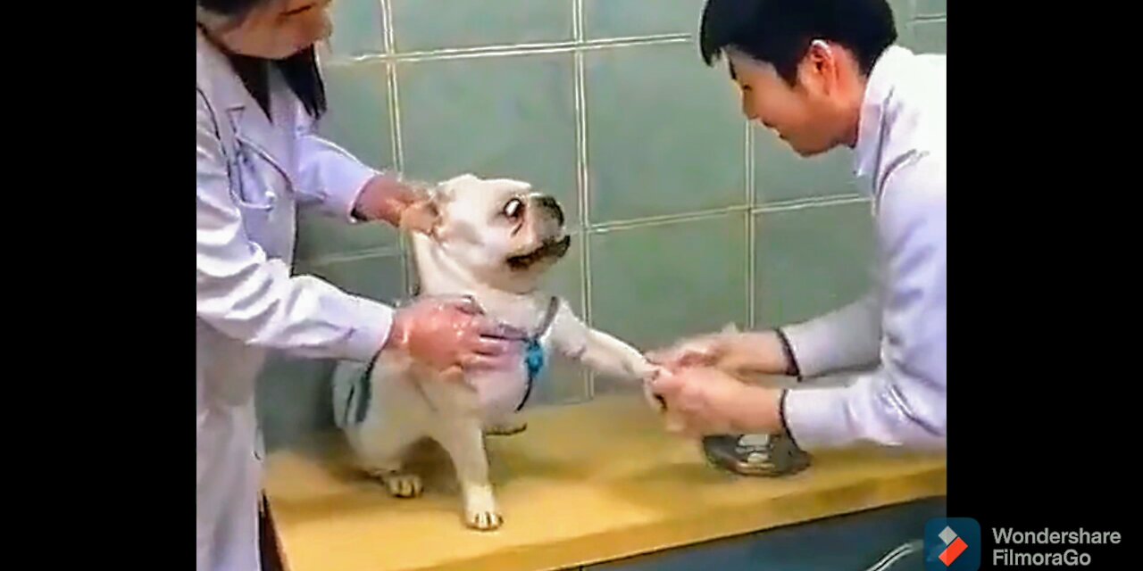 Injection Time of Animals