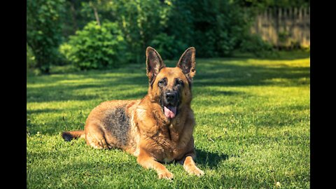 EXCITING NEW DOG OPERATIONS INITIATIV