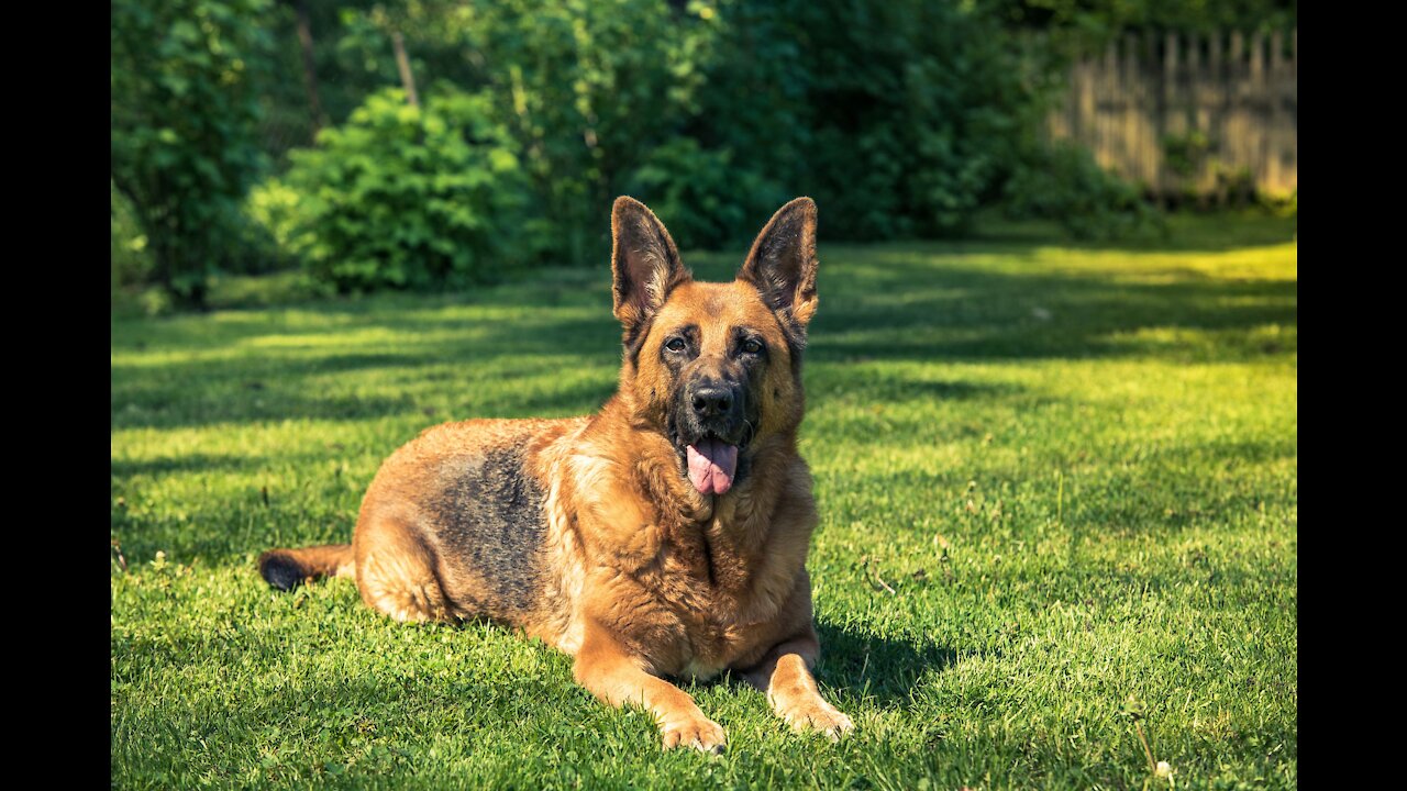 EXCITING NEW DOG OPERATIONS INITIATIV