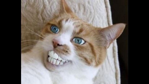 These cats are insane...!🔥🔥😺😹 || Try not to laugh || Funniest and Cuttest Cats
