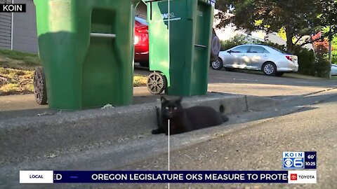 Oregon Woman Calls Out Her Thieving Cat 🤣