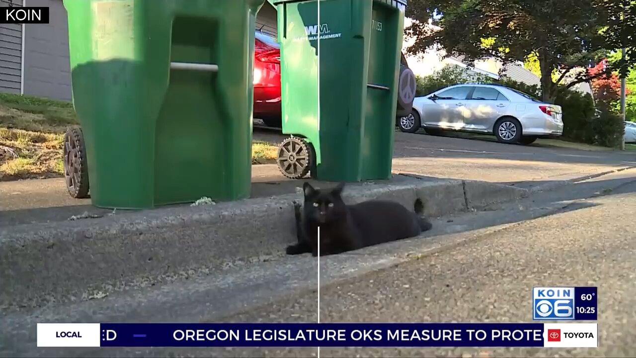 Oregon Woman Calls Out Her Thieving Cat 🤣