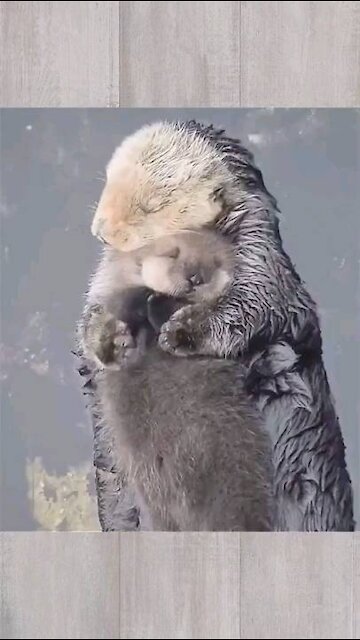 Otter hugs are a real thing?!