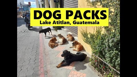 Lake Atitlan Dog Pack Barking