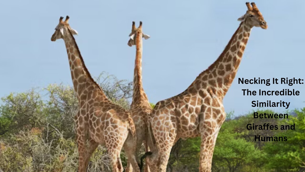 Necking It Right: The Incredible Similarity Between Giraffes and Humans