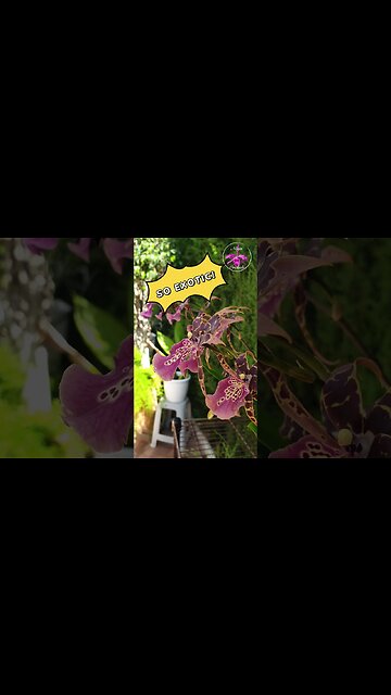 Orchid 🎁 GIFTS 🎁 are the BEST! 💝 #ninjaorchids #blooms #orchids #plant Wilhelmara Shelob-Marie Elle