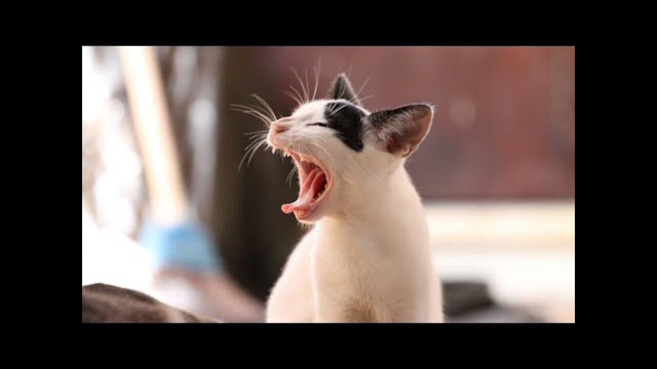 OMG they are so cute! Funny Cats and Dogs video compilation #shorts