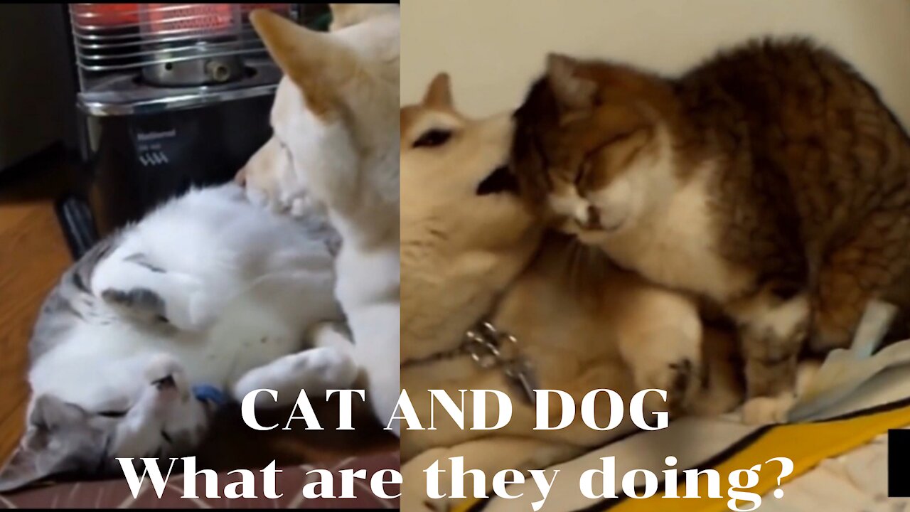 Cat and Dog| what a great relationship between cat and dog!