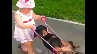 Going home 🏠🏠 #shorts #dachshund #dog