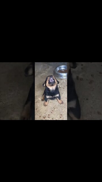 Fuming Rottweiler Puppy Gets Annoyed #Shorts #rottweiler #dogs