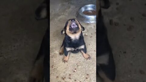 Fuming Rottweiler Puppy Gets Annoyed #Shorts #rottweiler #dogs