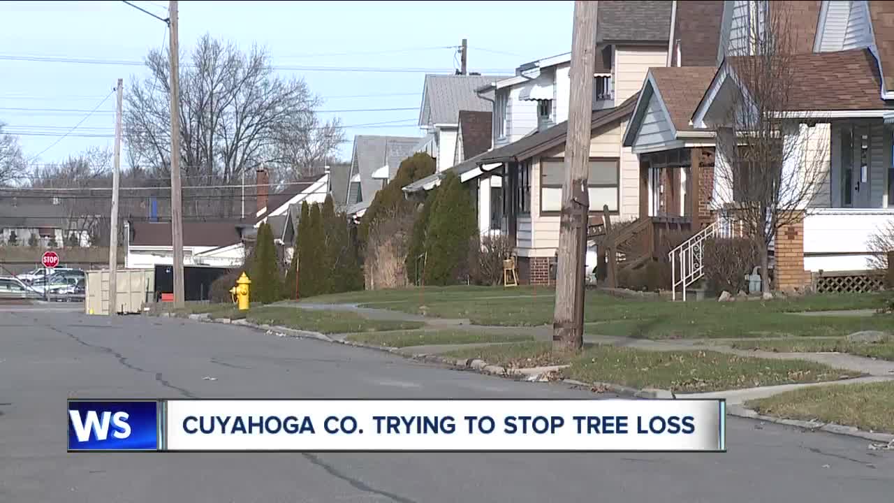 Cuyahoga County is losing trees, and it's a problem for all of us