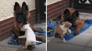 Doggy Takes On Big Brother Responsibilities With New Puppies