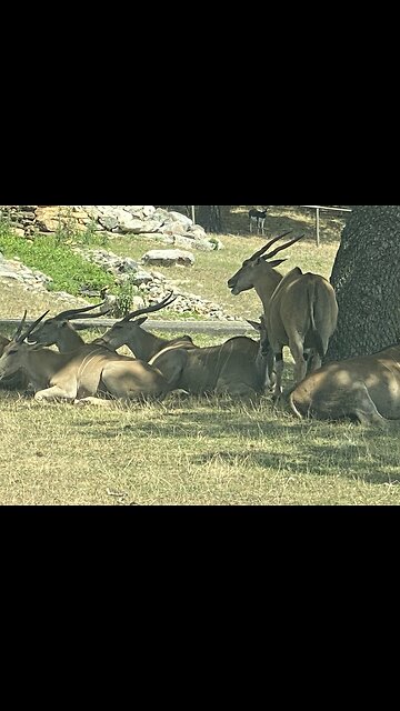 Gazelles lazing in the sun.
