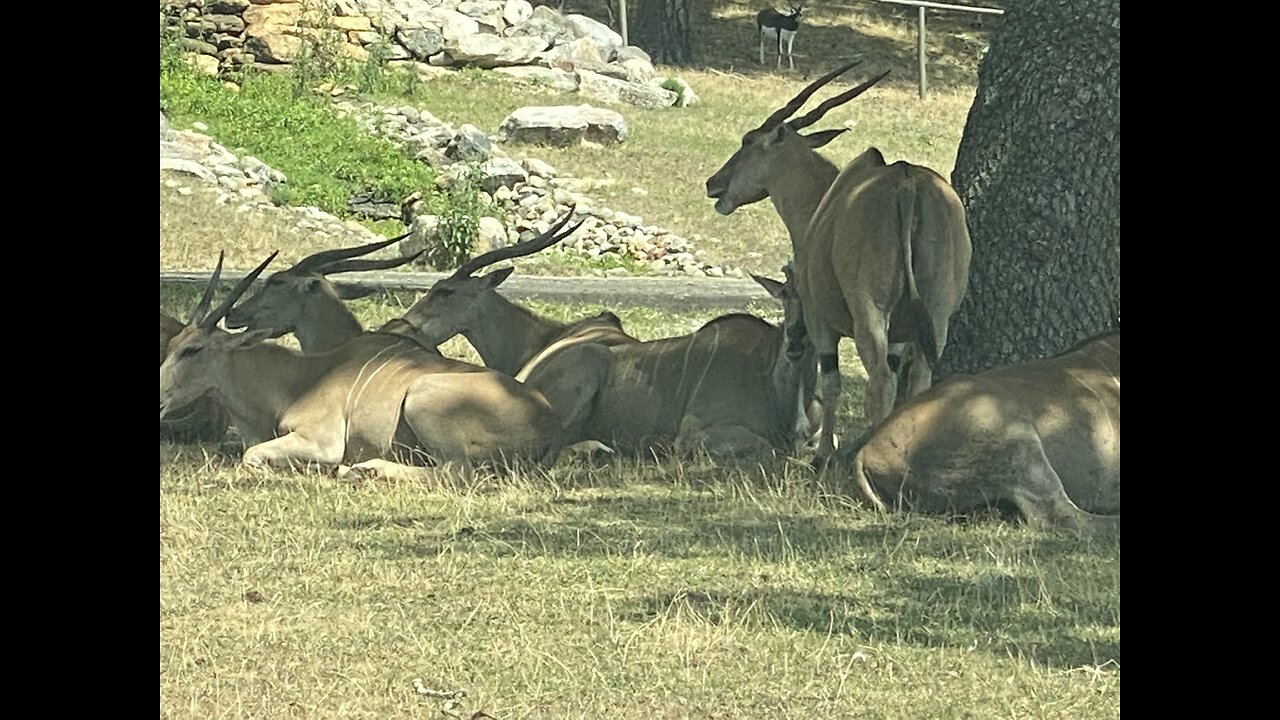 Gazelles lazing in the sun.