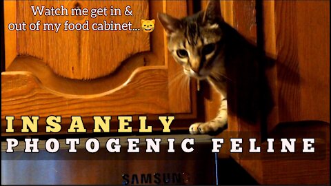 Cat get in and out of her food cabinet 🤣