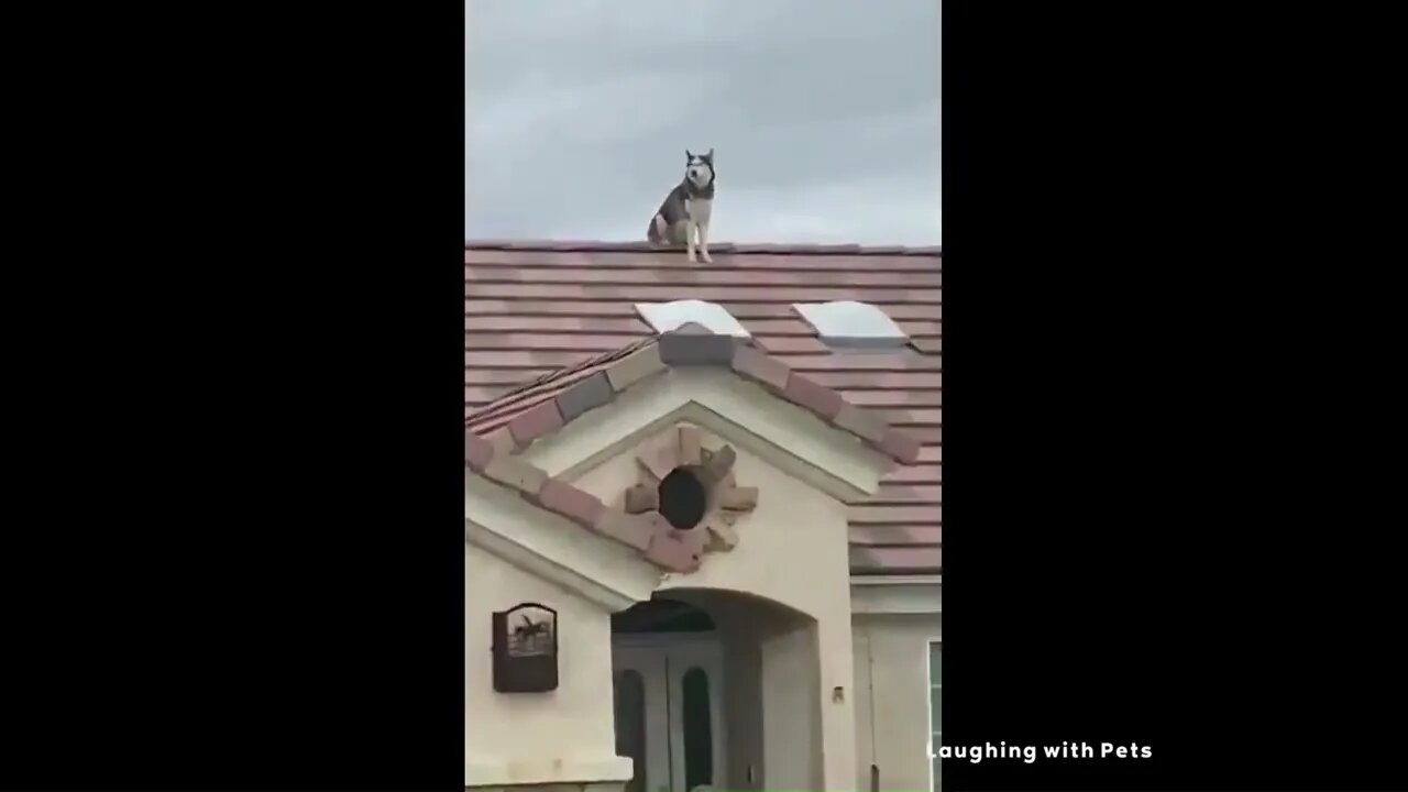 Furry Funhouse: Domestic Pets on a Hilarious Rampage😊🤣😂😊