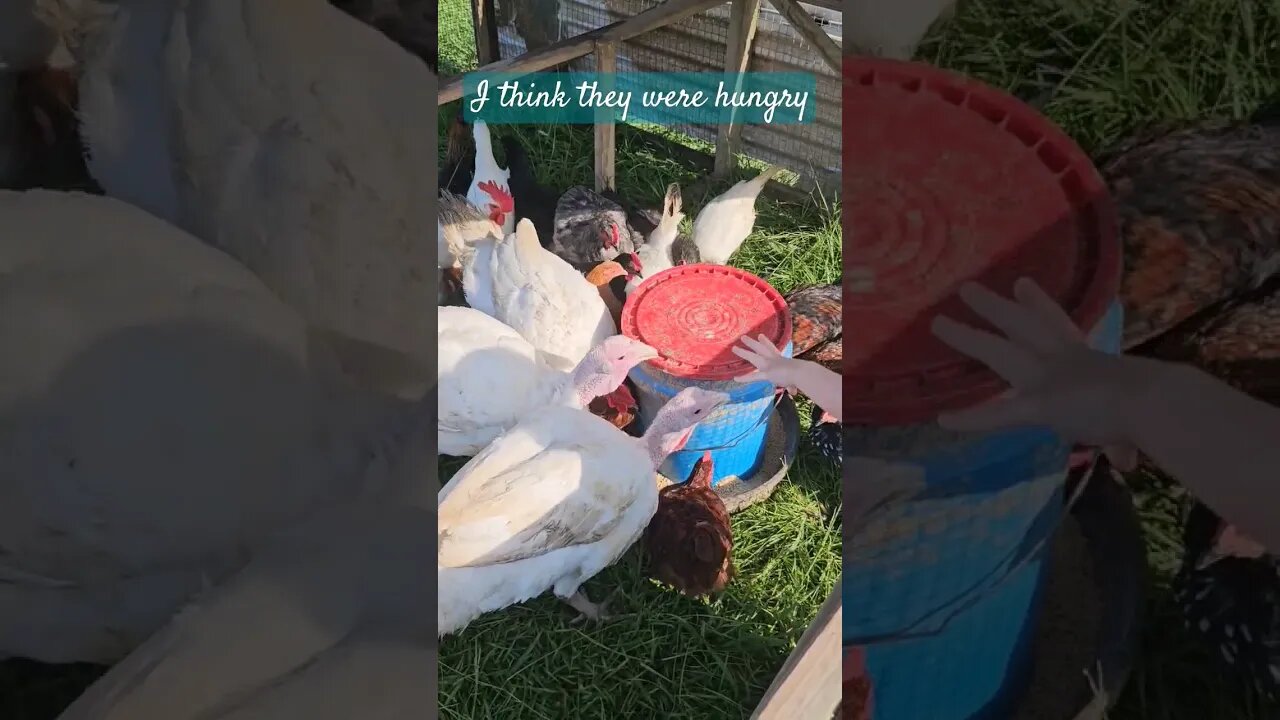 day in the life of a chicken farmer #farm #homestead #farmlife #chickenfarm #chicken #video #shorts