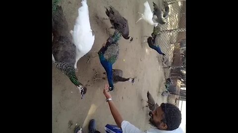 Watch this beautiful bird eating
