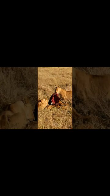 Lioness Moves Her Zebra Meal #shorts | #ShortsAfrica