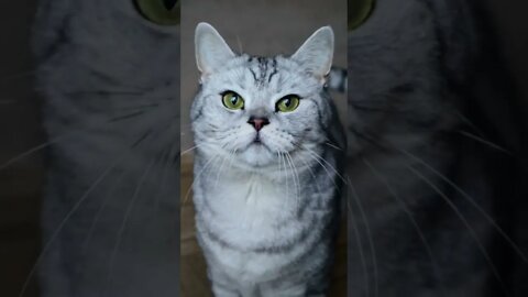 #shorts Смешные Коты Из Тик Тока 134 Funny Cats From Tiktok