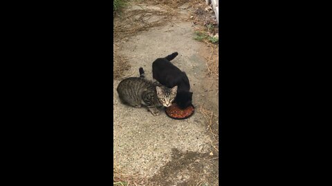 Kittens Eating