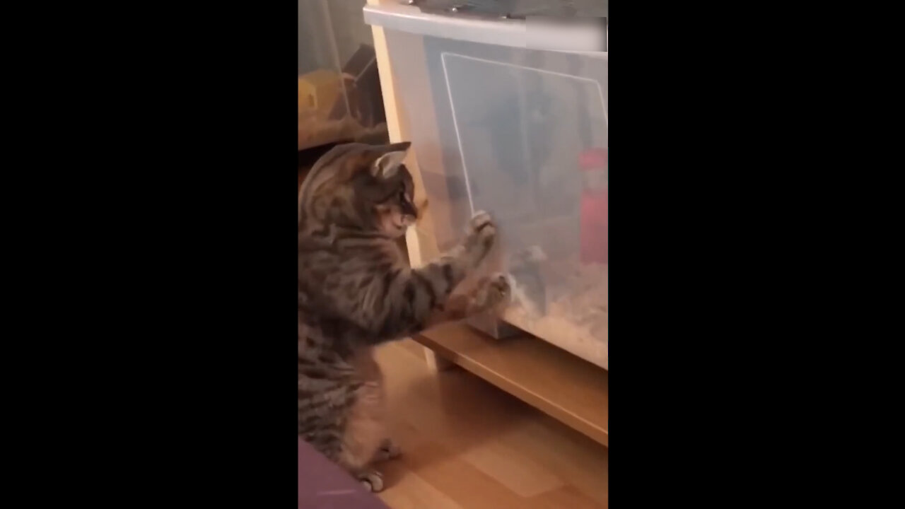 Cat trying to get to Mouse