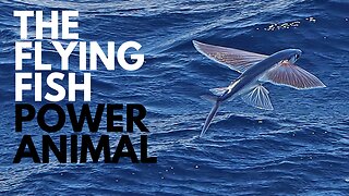 Flying Fish Power Animal
