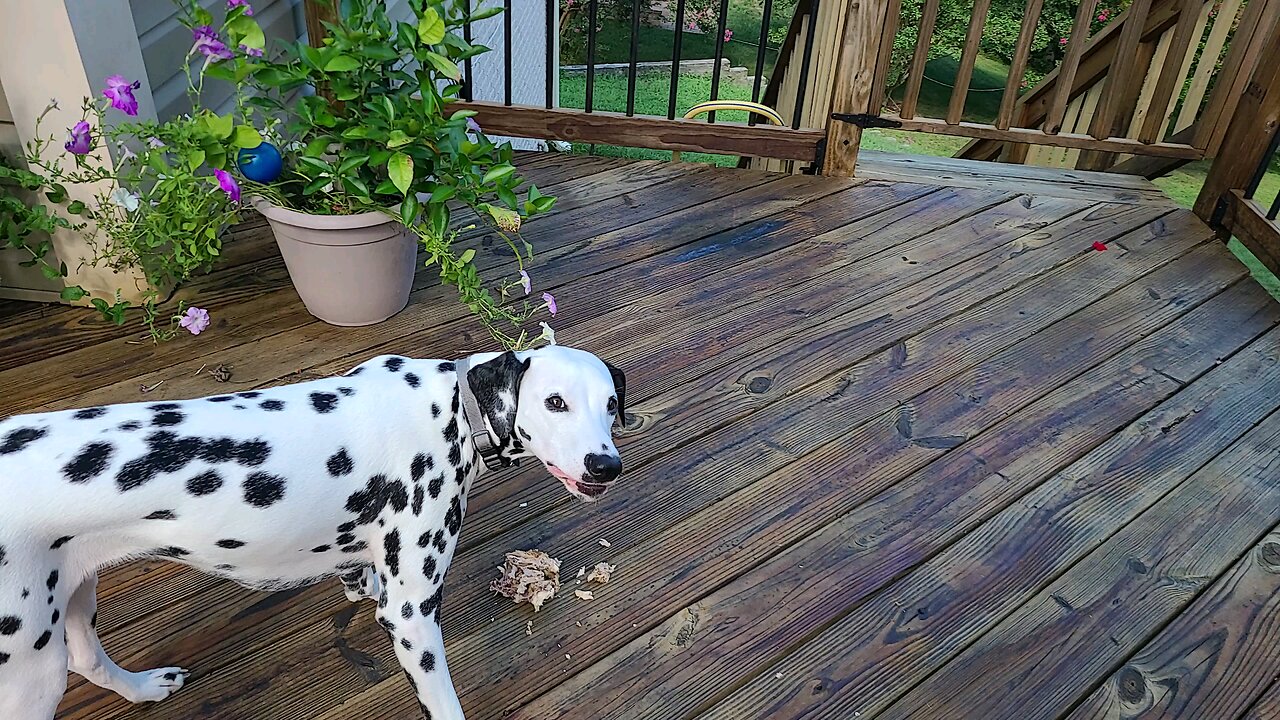 Luna the Carnivore Finishing off a Chicken Breast