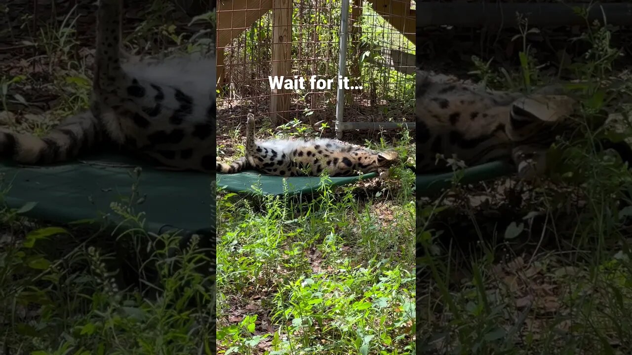 Nala serval belly, then… #bigcatrescue #cats #reels #catreels #bigcats #video #serval #funny